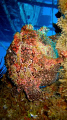 Frogfish on a wreck