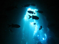 Wide angle shot of fish inside of 1st Cathedral off Lanai, HI