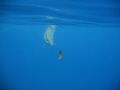 Hawaiian Spinner Dolphin checking out a sea-grape leaf. He caught it on his right flipper and swam off with it.