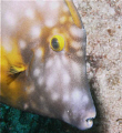 Buttterflyfish  Saint Maarten
Sea and Sea Dx2G
Brought from you earlier this year
Thank You