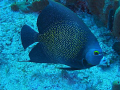 French Angelfish pictured of the coast of Saint Maarten. Meeting these fish underwater takes my breath away,they are so beautiful, with stunning colors.Dx2G +Ys110a