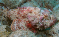 Scorpion Fish Dx2G