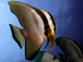 Beautiful Batfish