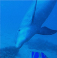 Terrible visibility, amost did not dive. This guy came in from behind me.
Not great quality, but a life moment. Notice my fins.