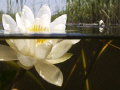 I made some pipes on my underwaterhousing to make half/half pictures. Ofcourse I have to test it close to my home with these water lily.