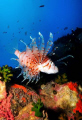 This scorpionfish was crawling along the walls of the reef. I was manage to capture him while its wings are open beautifully.

This is actually a picture taken paralel to the wall. So it was swimming upside down but in this picture it looks diff...