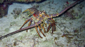 20+ pound spiny lobster on night dive