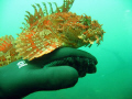 A friendly Sea Raven in Nahant MA, USA.