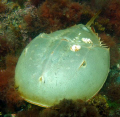 Large female Horseshoe Crab. This is first one I've ever seen alive in the wild. Finding and photographing one of these was very high on my 