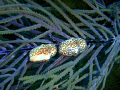 Finger tounge hanging out on a sea branch.  Taken in St. Thomas USVI.