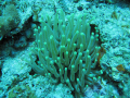 anemone on night dive