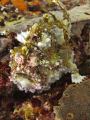 Frogfish on sabang wreck 1, mindoro island. Sealife DC1000
