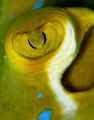 Diving off Mataking Island - blue spotted stingray - taken with Canon G9 with Inon UCL 165-M67 closeup lens