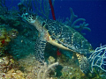 Loggerhead turtle about 70ft down on CJ's Dropoff in Utila, Honduras.