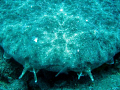 quick pic of an angel shark off the wreck at Mogan
in the canary islands
taken on a boat dive with canary diving adventures on their 12th birthday