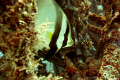 bat fish inside the house reef wrecks...
it is so fascinating that the wreck is so small yet the bat fish is bigger in comparison with the wrecks

taken with point and shoot camera lumix fx30