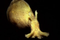 Sea Hare, Photographed in KeyLargo shallow waters.