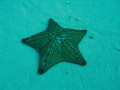 The superstar! 
Picture taken besides C-53 wreck, Cozumel.