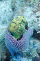 THis is my first Frog fish and I was not expecting it in Mexico.  It was a fantastic dive in many aspects but this picture captures a first for me.