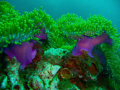 The 'Magnificent' Anemone.  Anemone Reef, Thailand (South of Phuket) in the Andaman Sea.  Shallow water shot, taken with a Panasonic LUMIX DMC-TZ15 compact camera in a Panasonic Housing (DMW-MCTZ5) - January 2010 when diving with Scuba Cat Diving.