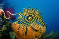 Crinoid, Palm Island, Townsville, Queensland, Australia