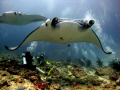 Manta rays, the Maldives. Canon Ixus 75 with inon wide angle.