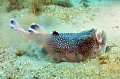 Stargazer burying itself-Blue Heron Bridge, Riviera Beach, FL
Nikon D300 with Sea and Sea Housing and Fisheye Lens