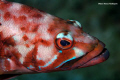 Black comber, Serranus atricauda. Photo taken during a scientific expedition to Selvagens Islands, Madeira. 105 mm lens