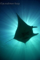 Manta Sunburst, taken free diving at 10mm focal length