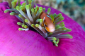 Anemone fish...Maldives