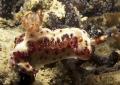 Hypselodoris maculosa