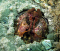 Mantis Shrimp-
Blue Heron Bridge, Riviera Beach, Florida