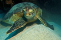 green turtle