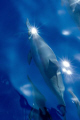 Hawaiian spinner dolphin on the way to Lanai.  Got lucky with the angle of the sun and the location of the sunburst!!!!!