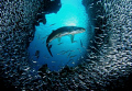 Tarpon & Silversides at Eden Rock, Grand Cayman