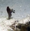 The back yard at CoCoView. Had never seen one of these blennies before. Gave me an excuse just to lay in sand and watch.