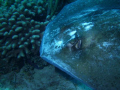 Just Passing By/ Took this shot on the Cay Sal Bank, diving in these remote locals were great! This was shot with a lowly Sealife camera and a single strobe but the opportunities were endless.