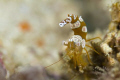 Thor amboinensis taken at Derawan islands, east borneo. 
No cropping. 
Canon 7D, 100 mmL f2.8 macro lens.
INON Z240 strobes
Nauticam Housing