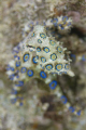 Blue Ring Octopus
Found in Derawan Jetty
