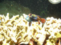 mandarin fish mating.
sunset dive in Lembeh strait, North Sulawesi.