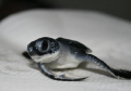 baby turtle
