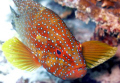 Coral Grouper taken on Fihalhohi House Reef, Maldives