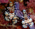 Harlequin Shrimps at Richelieu Rock at about 15m