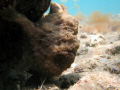 Frogfish

It is probably Antennarius multiocellatus. Taken in Taganga Bay near Santa Marta city (in the Colombian Caribbean) on April 2010. Taken with a Canon G7 and no artificial light.