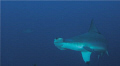 hammerhead great opportunities cocos island, costa rica