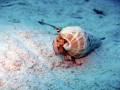 Close up small crab, made during nightdive at housereef of Zabargad Resort