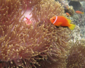 Anemone fish taken at Fihalhohi Island House Reef, Maldives.