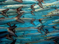 Bunch of Barracudas.
A large group of Barracudas quietly swimming in shallow waters. Photo taken at Malpelo Island, Eastern Tropical Pacific, 500km off Colombian Coast. 
Date: February 2010, at midday.
Camera: Canon G10, no flash and no zoom.