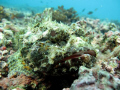 Living Stone.
A stone scorpionfish from Gorgona Island in the Colombian Pacific. Photo taken at shallow waters (less than 10 m) with a Canon G10, with macro but no flash.