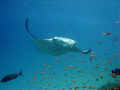 Manta at Kuredu House Reef, Maldives